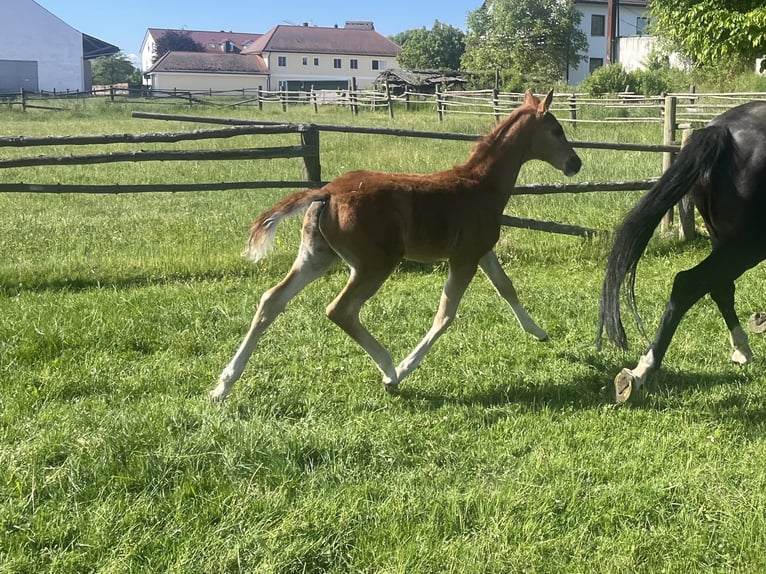 Hanoverian Stallion  16,2 hh Chestnut in Reisgang