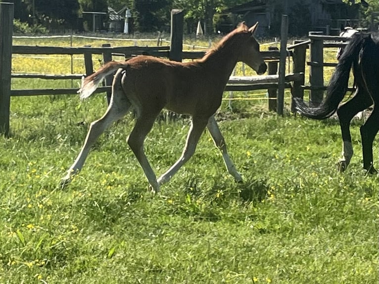 Hanoverian Stallion  16,2 hh Chestnut in Reisgang