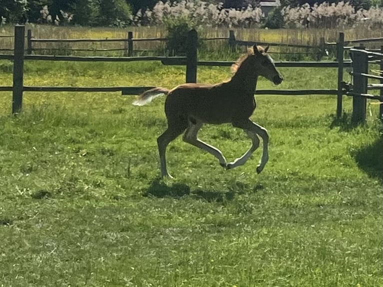 Hanoverian Stallion  16,2 hh Chestnut in Reisgang