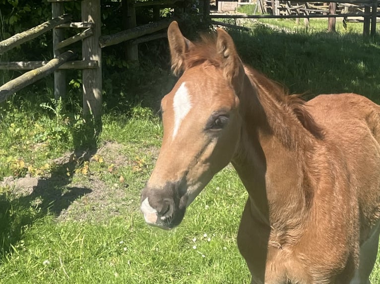Hanoverian Stallion  16,2 hh Chestnut in Reisgang