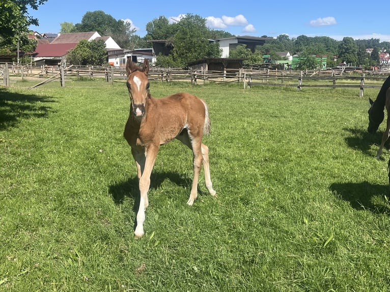 Hanoverian Stallion  16,2 hh Chestnut in Reisgang