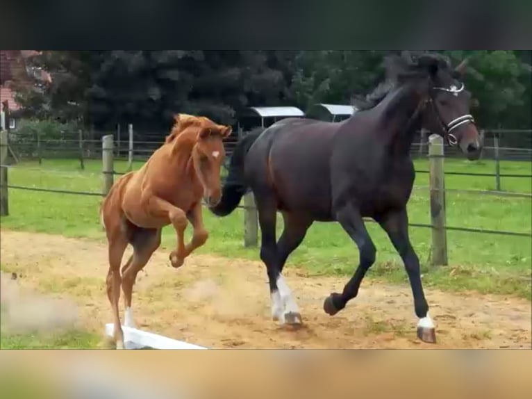 Hanoverian Stallion  16,2 hh Chestnut in Harsefeld