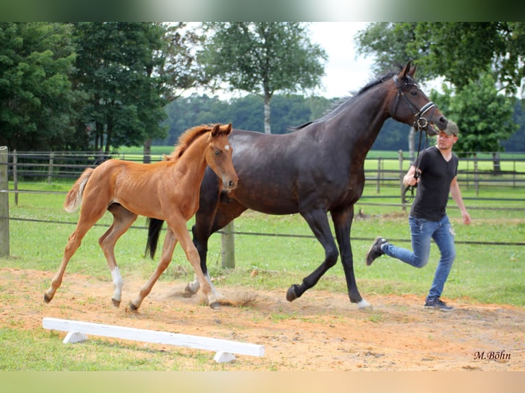 Hanoverian Stallion  16,2 hh Chestnut in Harsefeld