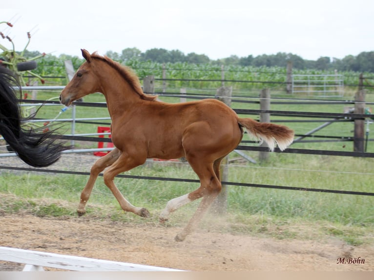 Hanoverian Stallion  16,2 hh Chestnut in Harsefeld