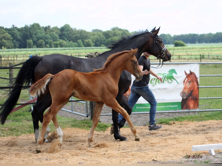 Hanoverian Stallion  16,2 hh Chestnut in Harsefeld