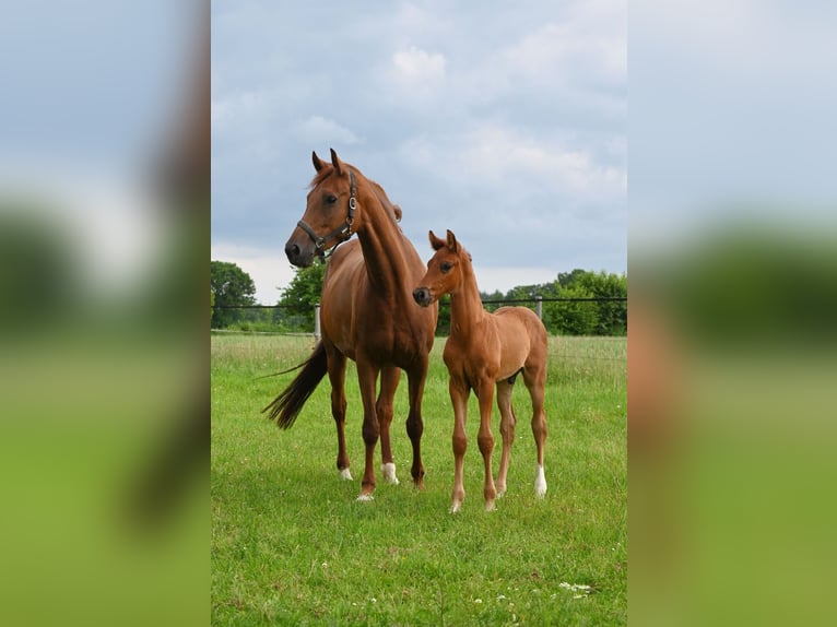 Hanoverian Stallion  16,2 hh Chestnut in Westerstede