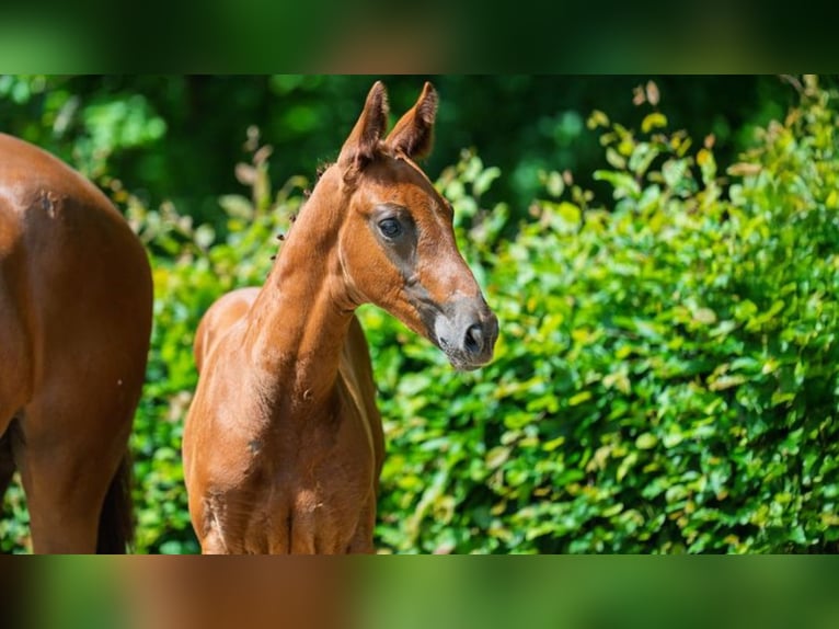Hanoverian Stallion Foal (04/2025) 16,2 hh Chestnut in Lautertal