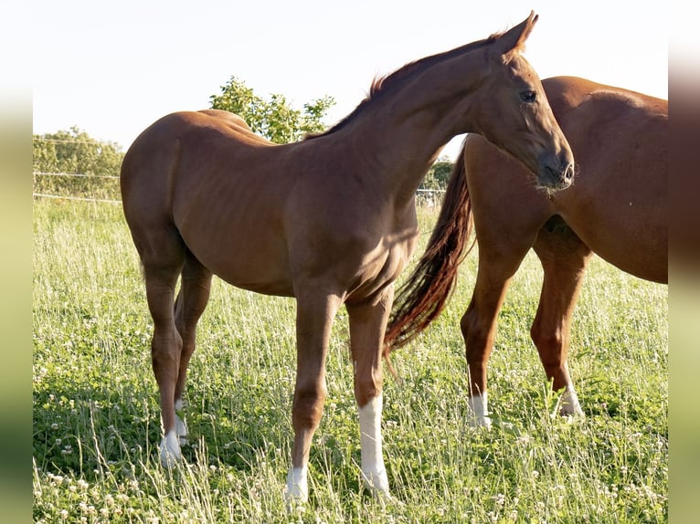 Hanoverian Stallion Foal (04/2025) 16,2 hh Chestnut in Lautertal