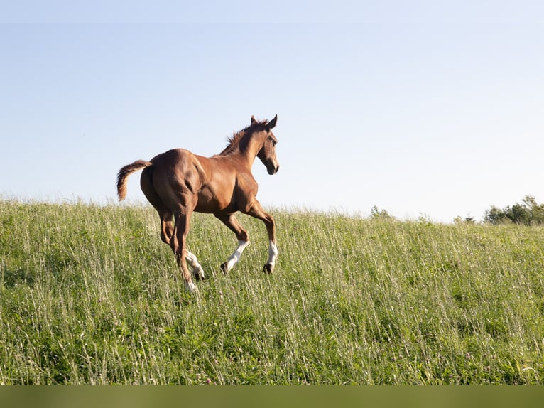 Hanoverian Stallion Foal (04/2025) 16,2 hh Chestnut in Lautertal
