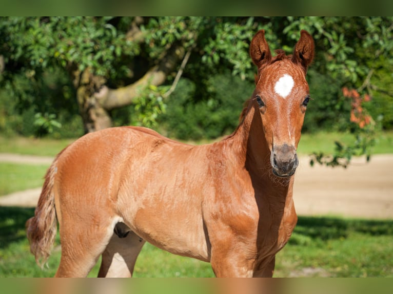 Hanoverian Stallion  16,2 hh Chestnut-Red in Coesfeld