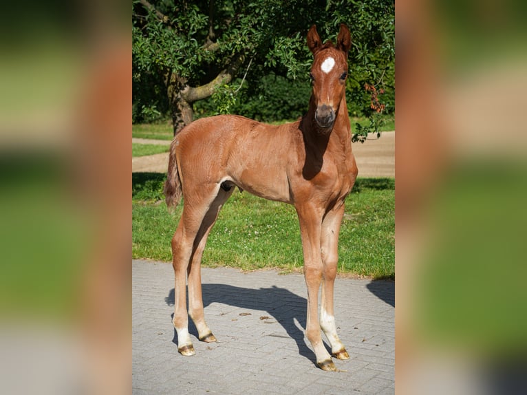 Hanoverian Stallion  16,2 hh Chestnut-Red in Coesfeld