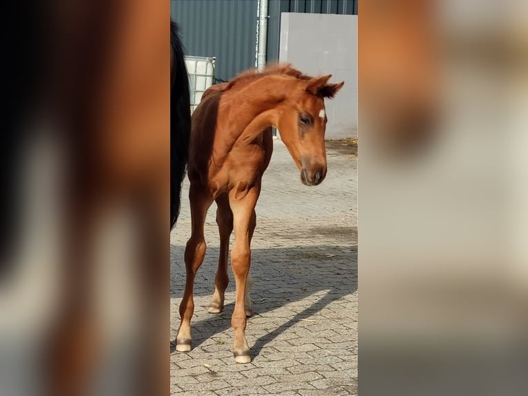 Hanoverian Stallion  16,2 hh Chestnut-Red in Harsefeld