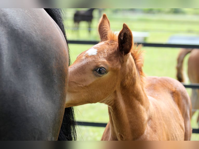 Hanoverian Stallion  16,2 hh Chestnut-Red in Harsefeld