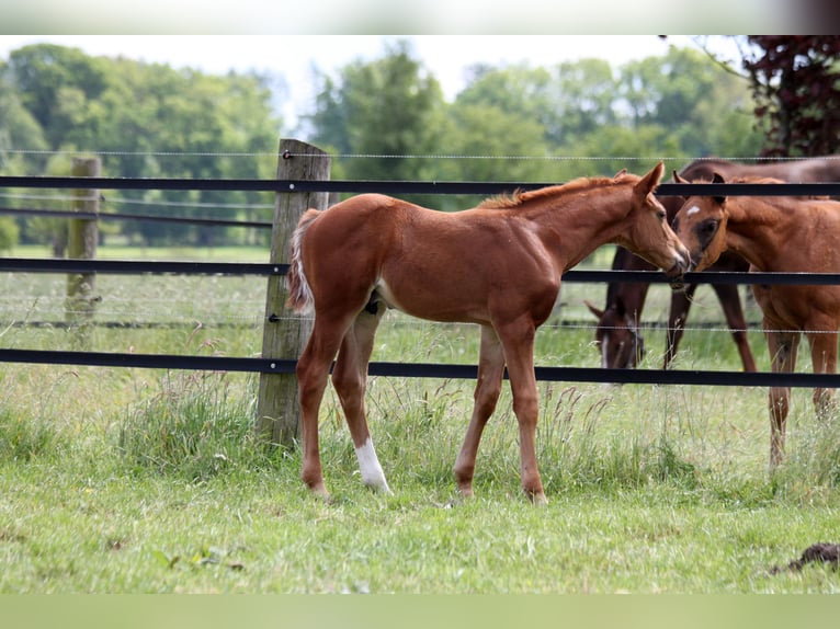 Hanoverian Stallion  16,2 hh Chestnut-Red in Harsefeld