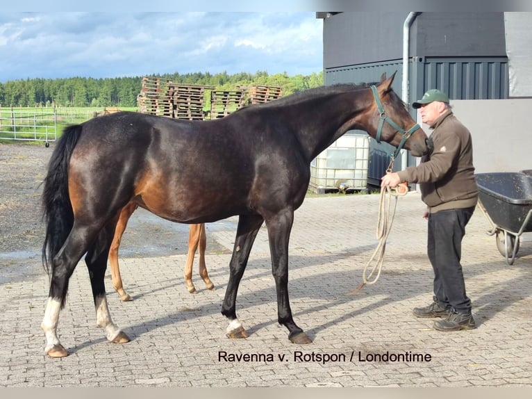 Hanoverian Stallion  16,2 hh Chestnut-Red in Harsefeld
