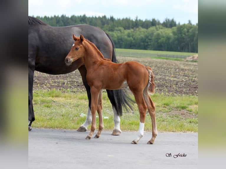 Hanoverian Stallion  16,2 hh Chestnut-Red in Harsefeld