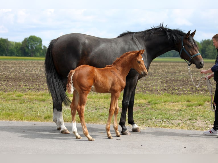 Hanoverian Stallion  16,2 hh Chestnut-Red in Harsefeld