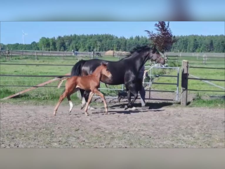 Hanoverian Stallion  16,2 hh Chestnut-Red in Harsefeld