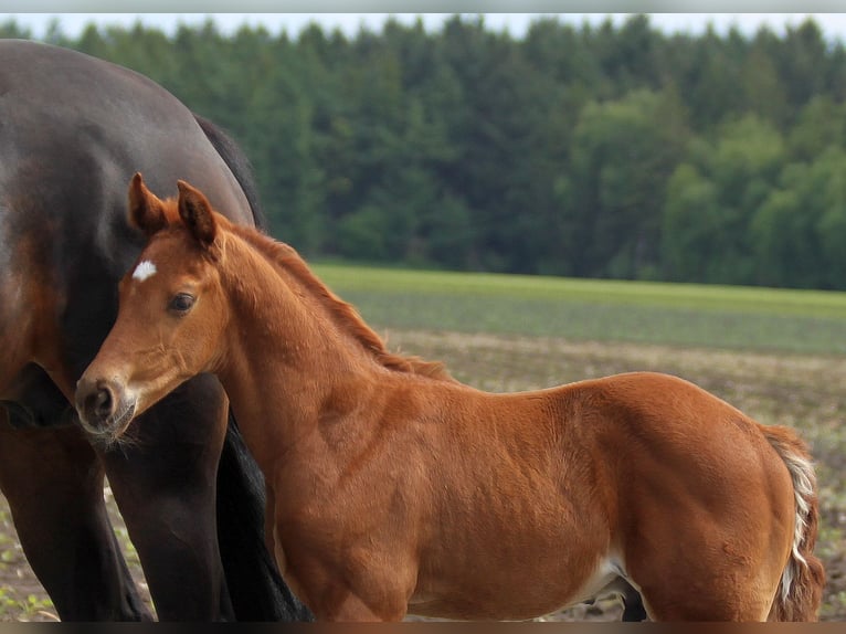 Hanoverian Stallion  16,2 hh Chestnut-Red in Harsefeld