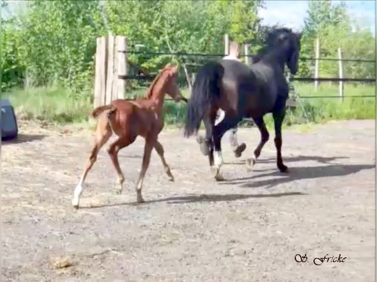 Hanoverian Stallion  16,2 hh Chestnut-Red in Harsefeld