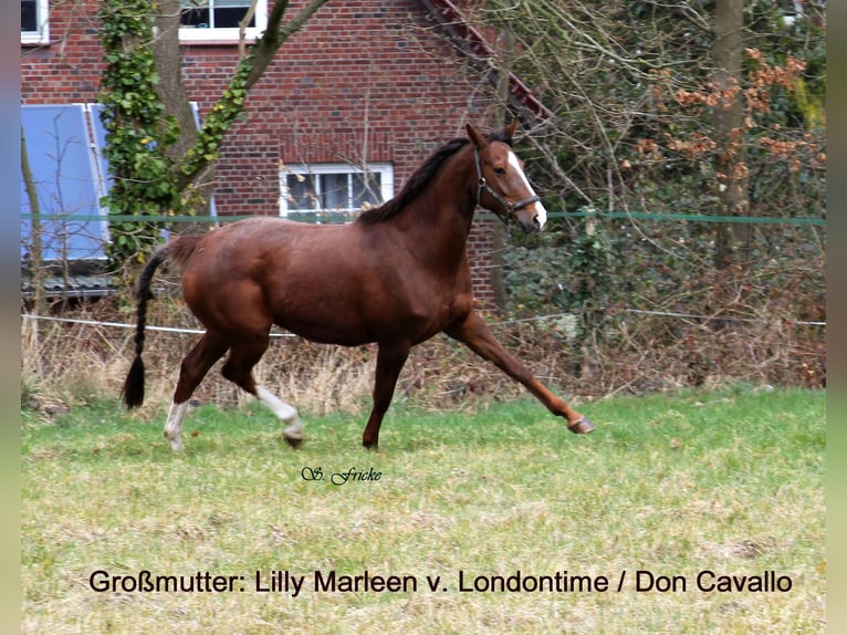 Hanoverian Stallion  16,2 hh Chestnut-Red in Harsefeld