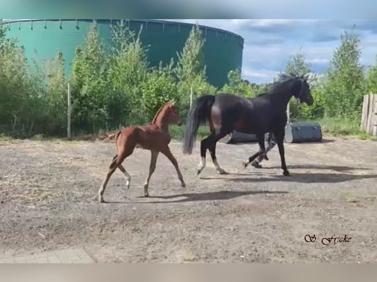 Hanoverian Stallion  16,2 hh Chestnut-Red in Harsefeld