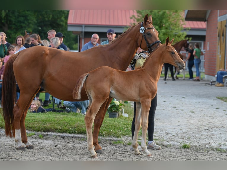 Hanoverian Stallion  16,2 hh Chestnut-Red in Gro&#xDF;efehn Bagband