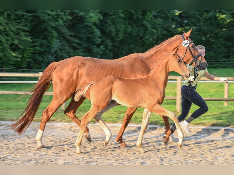 Hanoverian Stallion  16,2 hh Chestnut-Red in Gro&#xDF;efehn Bagband
