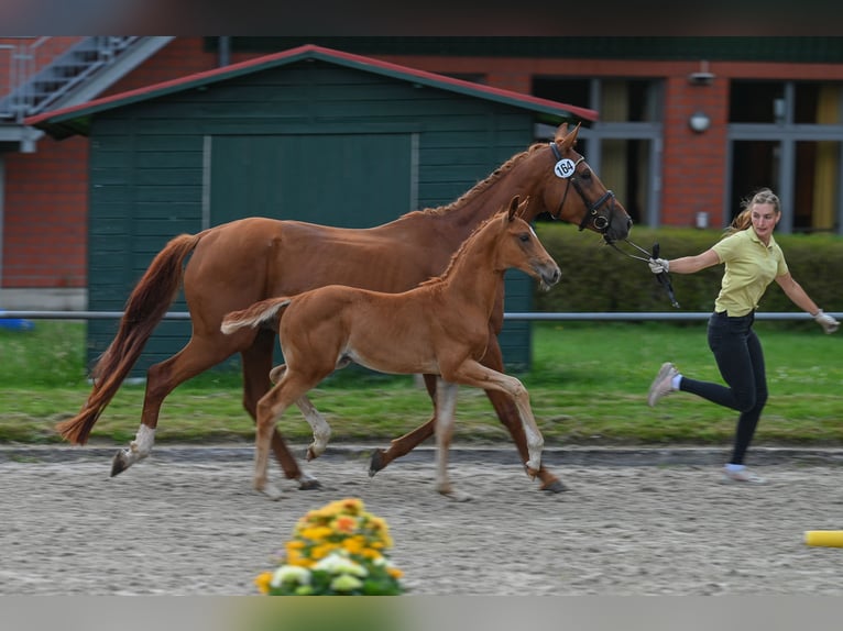 Hanoverian Stallion  16,2 hh Chestnut-Red in Gro&#xDF;efehn Bagband