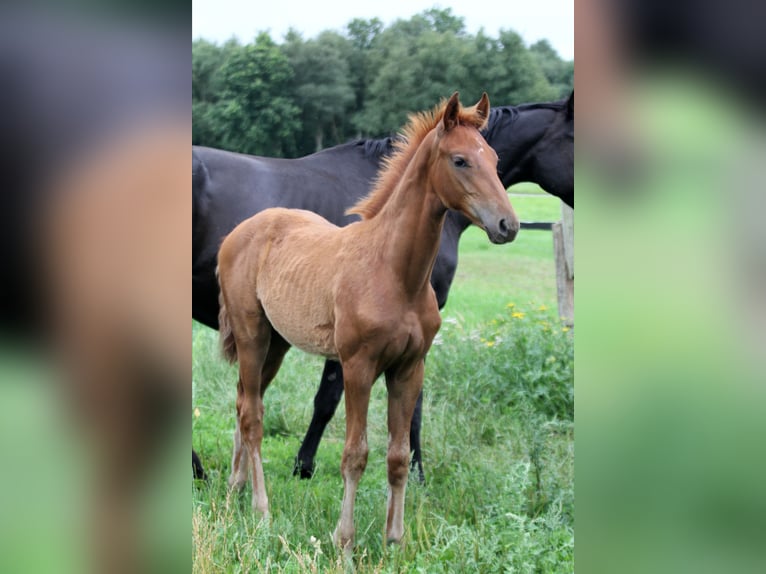 Hanoverian Stallion Foal (04/2025) 16,2 hh Chestnut-Red in Kutenholz