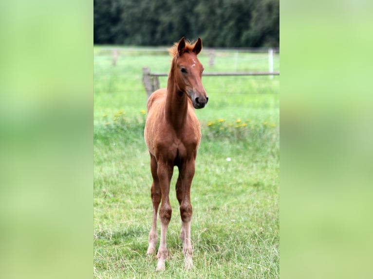 Hanoverian Stallion Foal (04/2025) 16,2 hh Chestnut-Red in Kutenholz