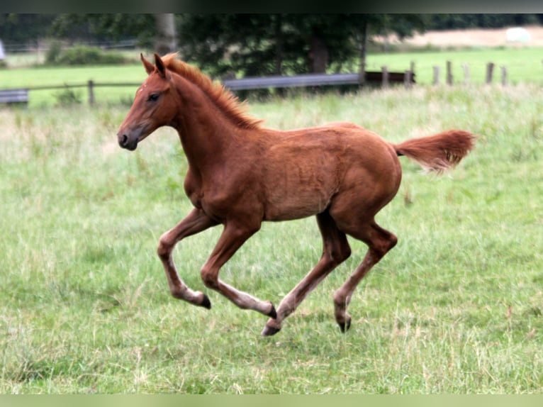 Hanoverian Stallion Foal (04/2025) 16,2 hh Chestnut-Red in Kutenholz
