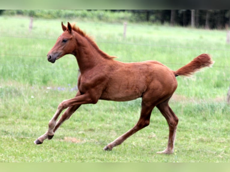 Hanoverian Stallion Foal (04/2025) 16,2 hh Chestnut-Red in Kutenholz