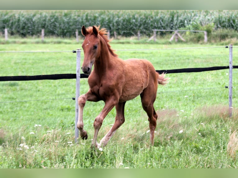 Hanoverian Stallion Foal (04/2025) 16,2 hh Chestnut-Red in Kutenholz