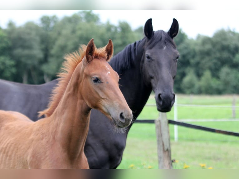 Hanoverian Stallion Foal (04/2025) 16,2 hh Chestnut-Red in Kutenholz