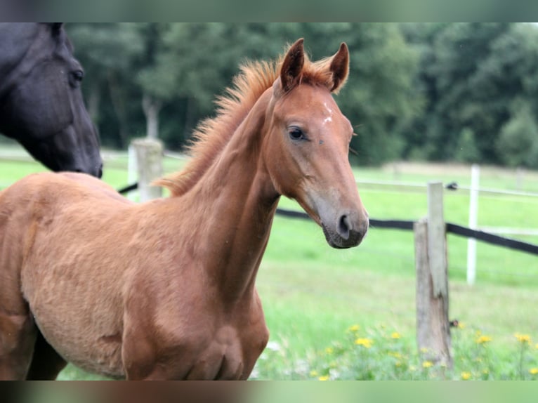 Hanoverian Stallion Foal (04/2025) 16,2 hh Chestnut-Red in Kutenholz