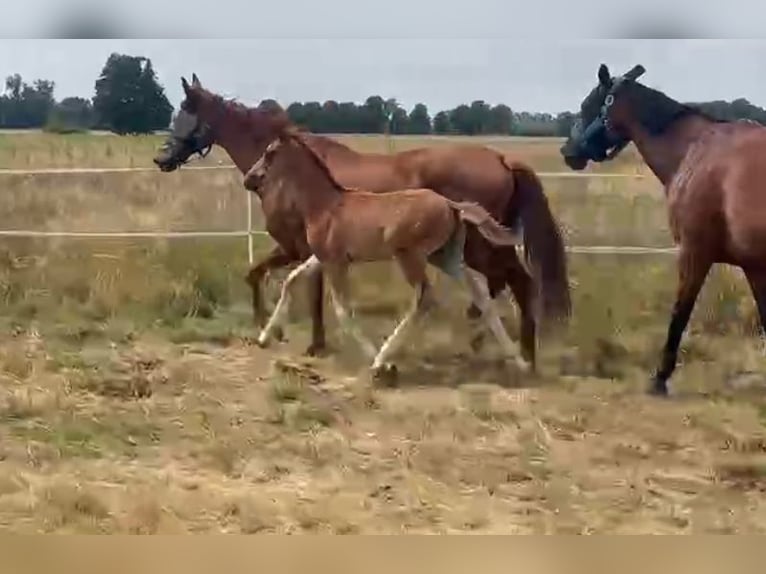 Hanoverian Stallion Foal (05/2025) 16,2 hh Chestnut-Red in Sieroszowice