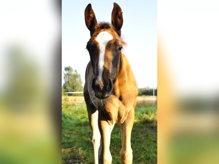 Hanoverian Stallion Foal (05/2025) 16,2 hh Chestnut-Red in Sieroszowice