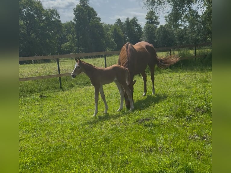 Hanoverian Stallion  16,2 hh Chestnut-Red in Sieroszowice