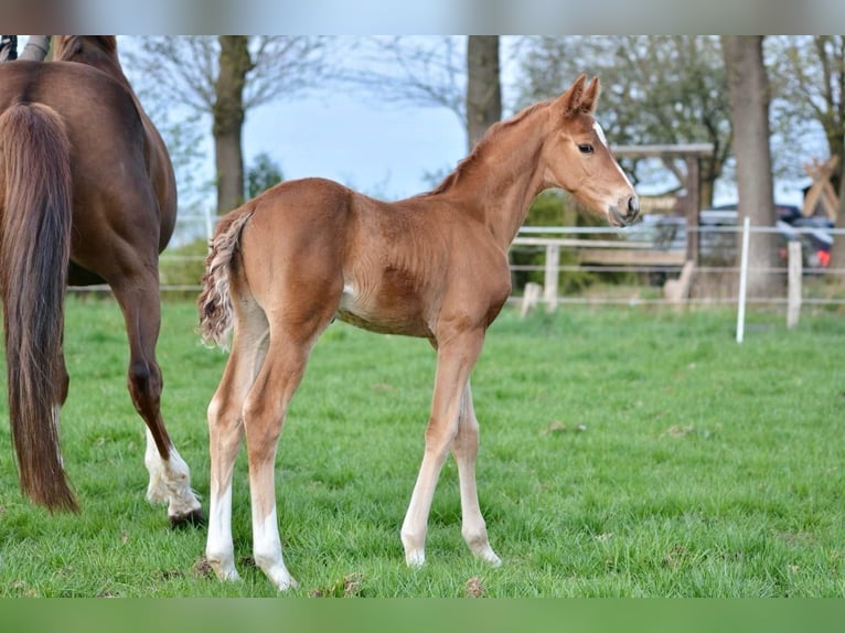 Hanoverian Stallion  16,2 hh Chestnut-Red in Walsrode