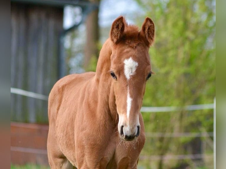 Hanoverian Stallion  16,2 hh Chestnut-Red in Walsrode