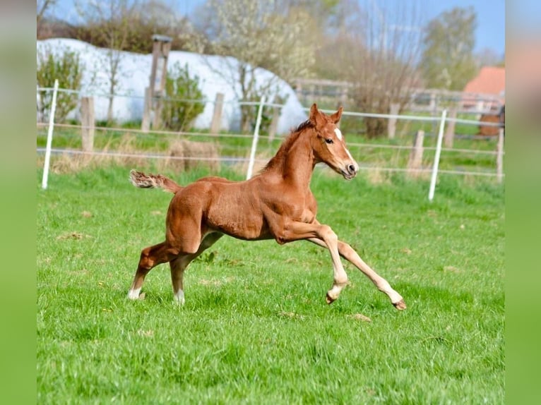 Hanoverian Stallion  16,2 hh Chestnut-Red in Walsrode