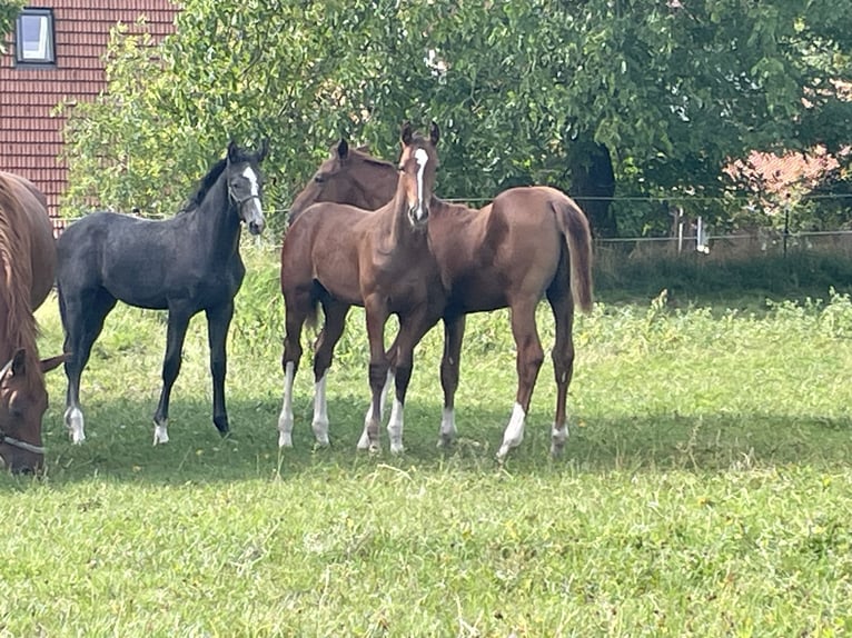Hanoverian Stallion Foal (05/2025) 16,2 hh Chestnut-Red in Lautertal