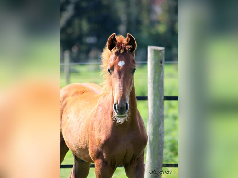 Hanoverian Stallion Foal (04/2025) 16,2 hh in Harsefeld