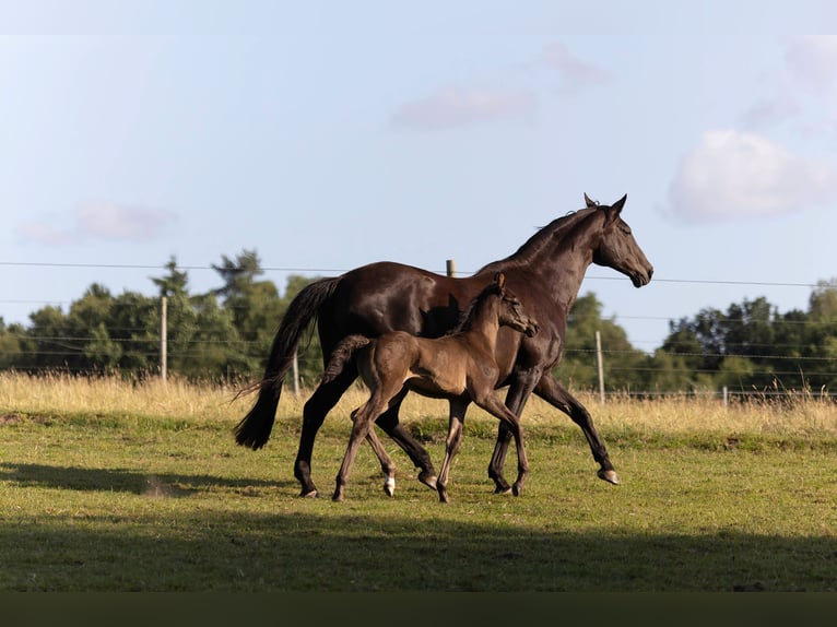 Hanoverian Stallion Foal (06/2025) 16,2 hh in Rosengarten
