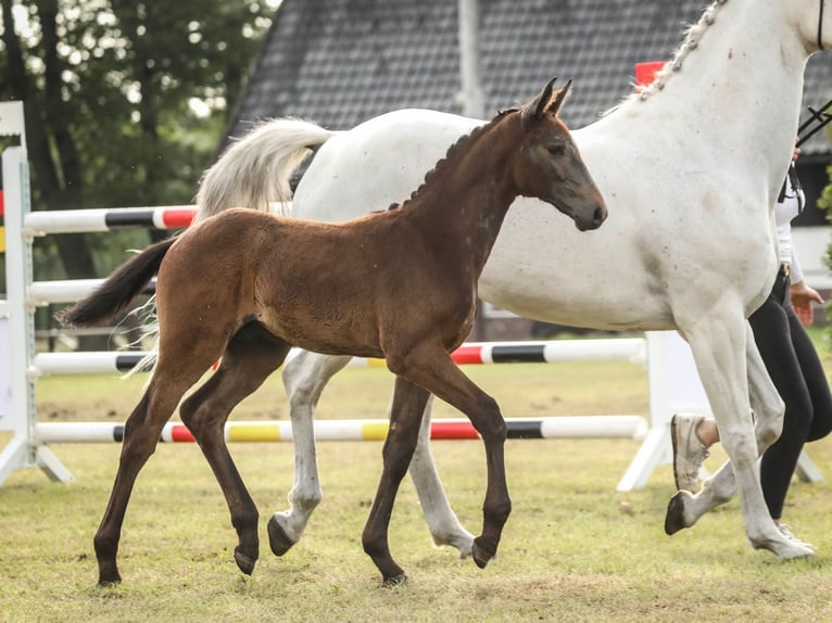 Hanoverian Stallion Foal (04/2025) 16,2 hh Grey in Barver