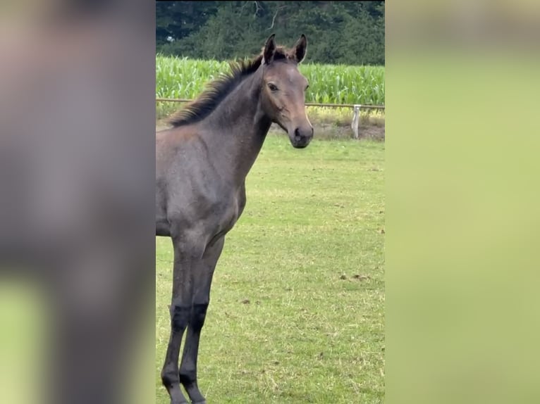 Hanoverian Stallion Foal (04/2025) 16,2 hh Grey in Barver