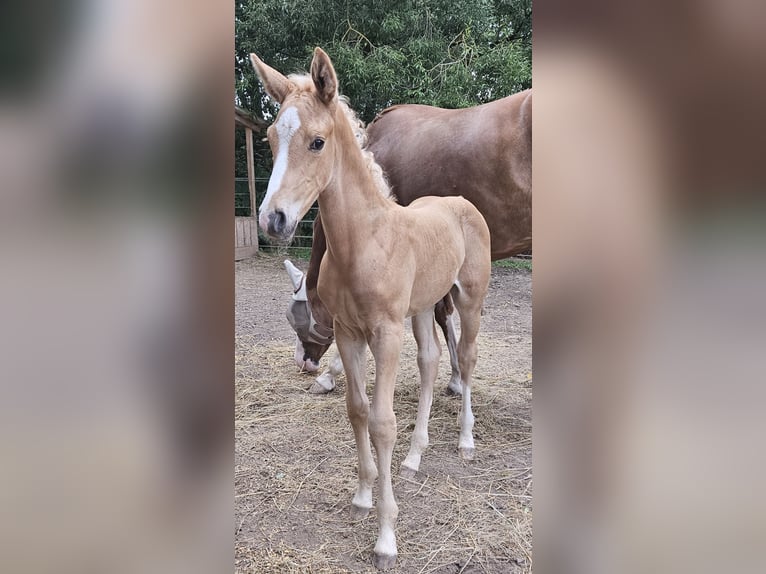 Hanoverian Stallion  16,2 hh Palomino in Fulda