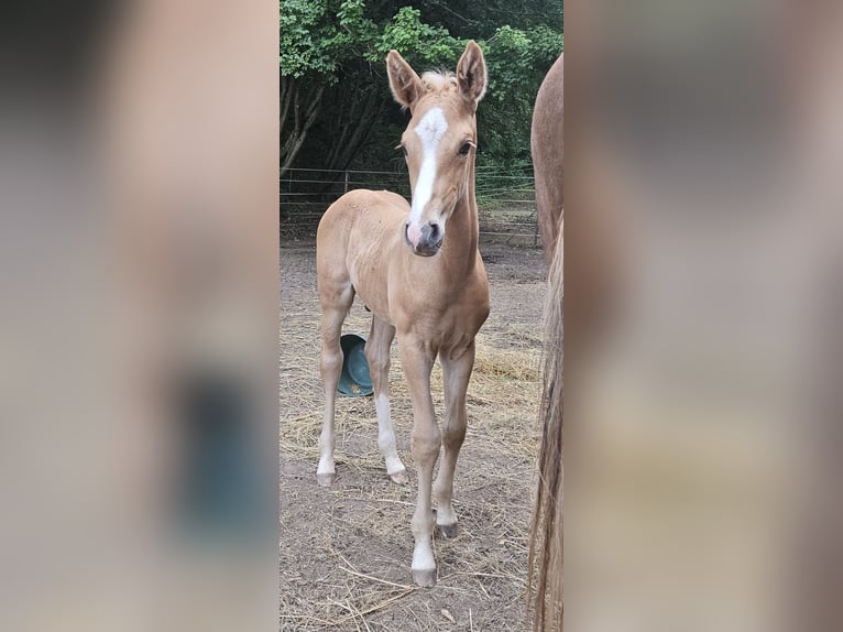 Hanoverian Stallion  16,2 hh Palomino in Fulda