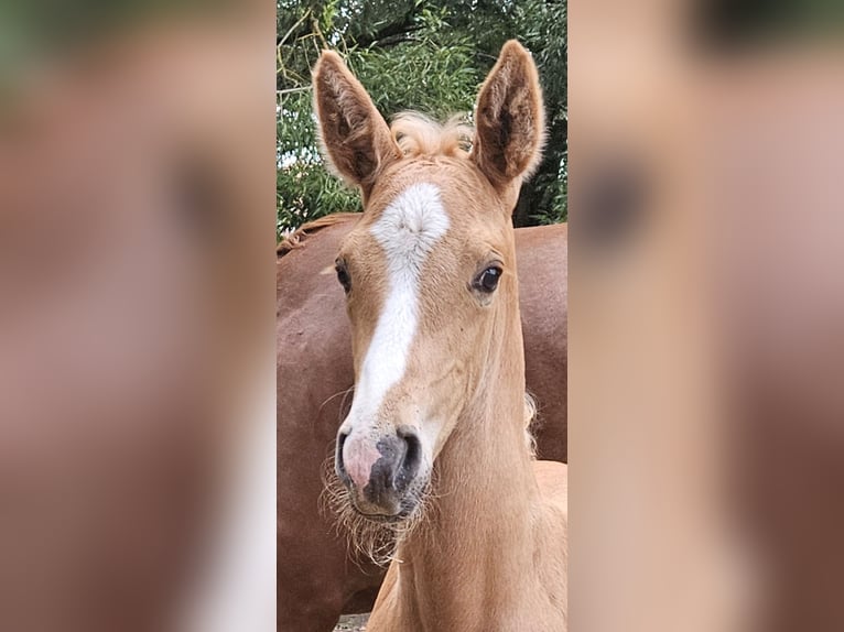 Hanoverian Stallion  16,2 hh Palomino in Fulda